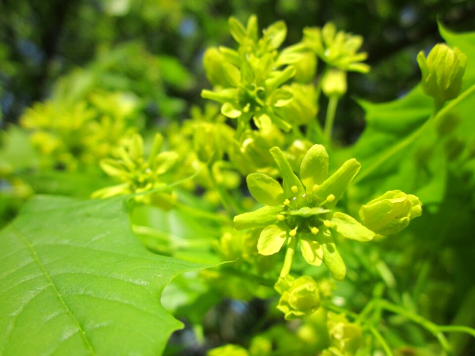 Blooming inflorescence flora