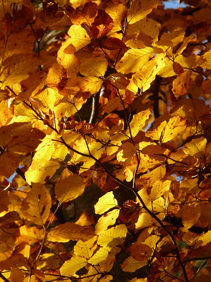 Deciduous tree golden autumn golden october
