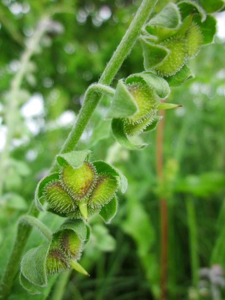 Dog's tongue gypsy flower rats and mice