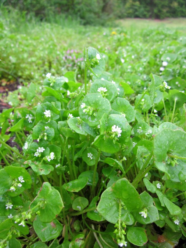 Winter purslane miner's lettuce flora