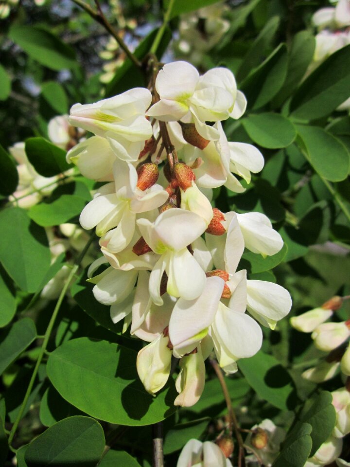 Tree flora flower