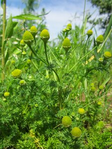 Disc mayweed wildflower flora