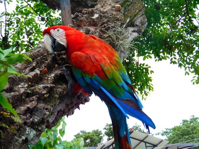 Amazon parrot ave