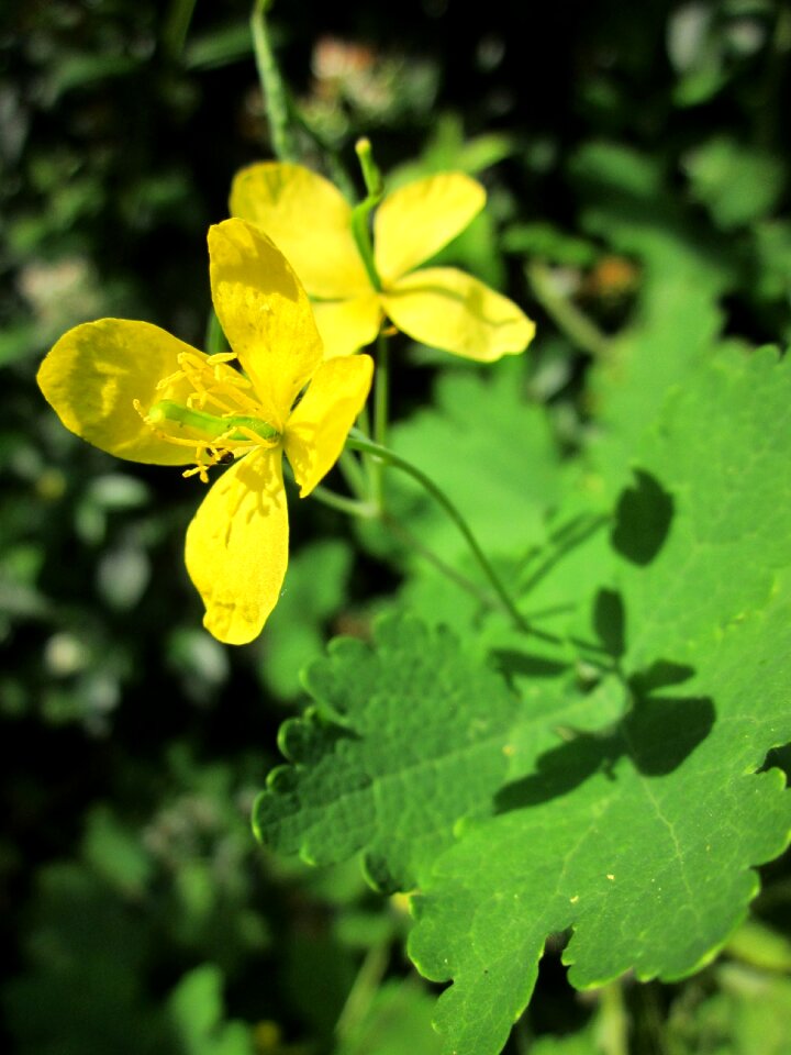 Nipplewort swallowwort wildflower