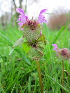 Purple archangel velikdenche wildflower