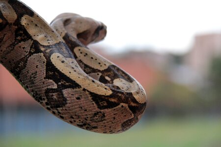 Boa cobra animal
