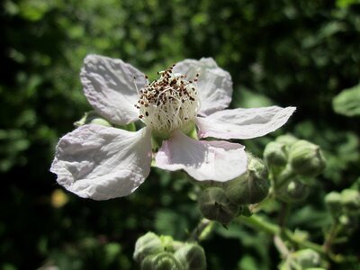 Flower blossom flora