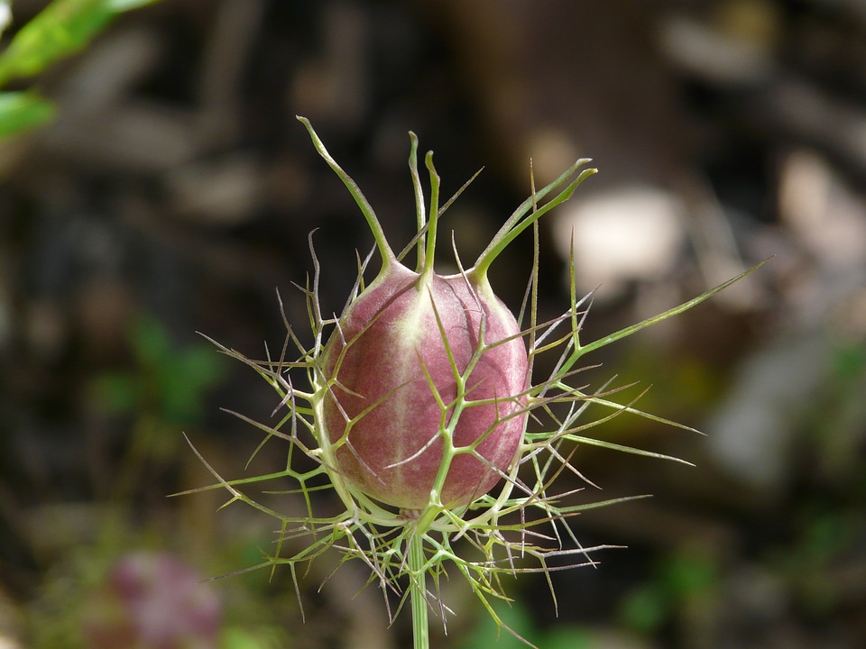 An elegant especially nigella damascena
