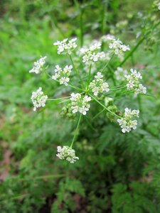 Wild beaked parsley keck queen anne's lace