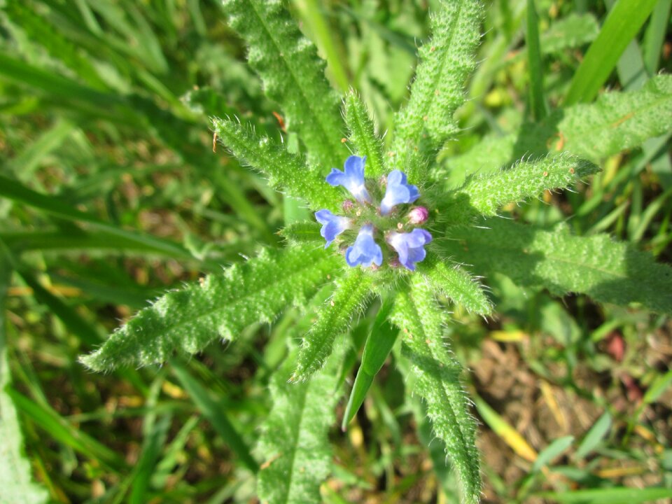 Wildflower flora botany