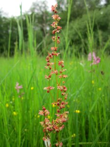 Sour weed field sorrel wildflower