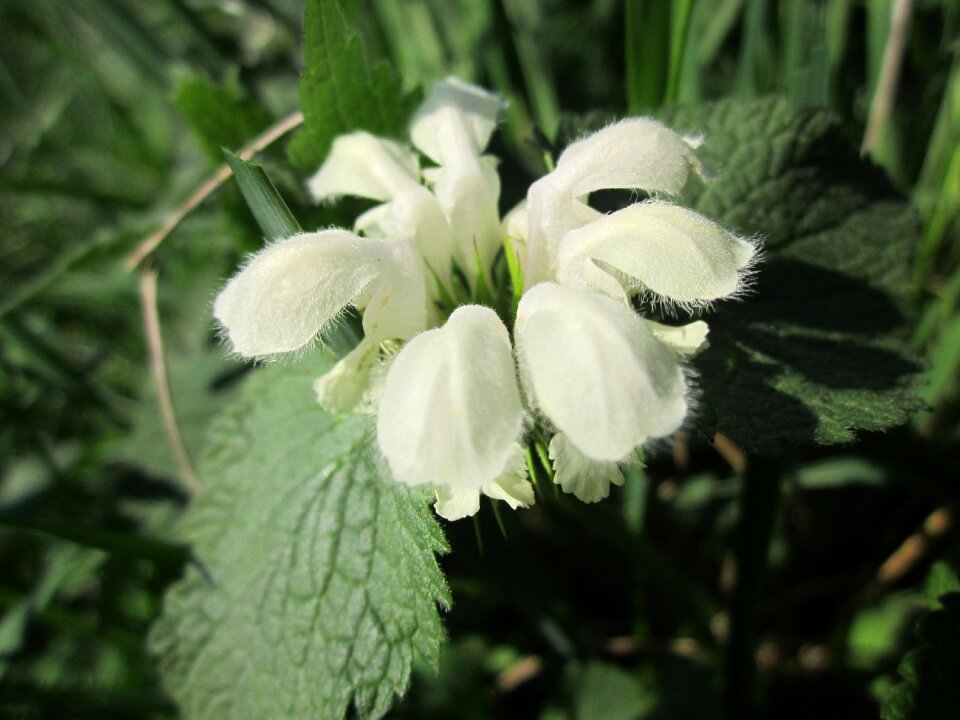 Wildflower inflorescence macro