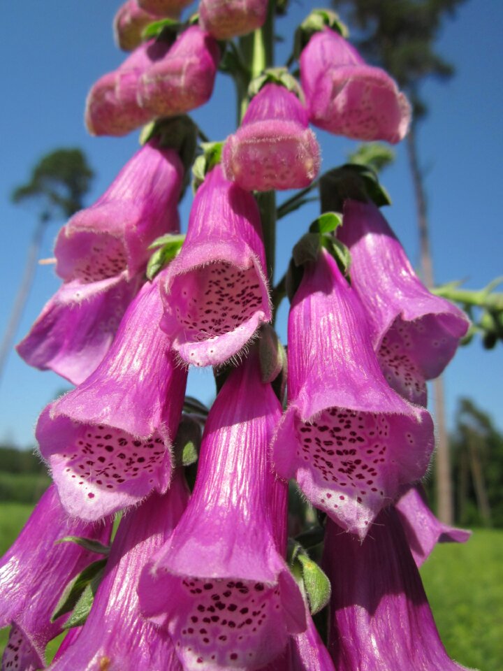Purple foxglove lady's glove wildflower