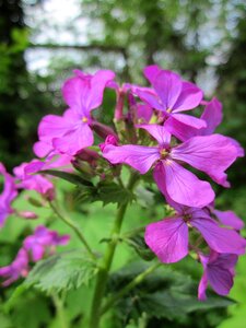 Wildflower plant flora