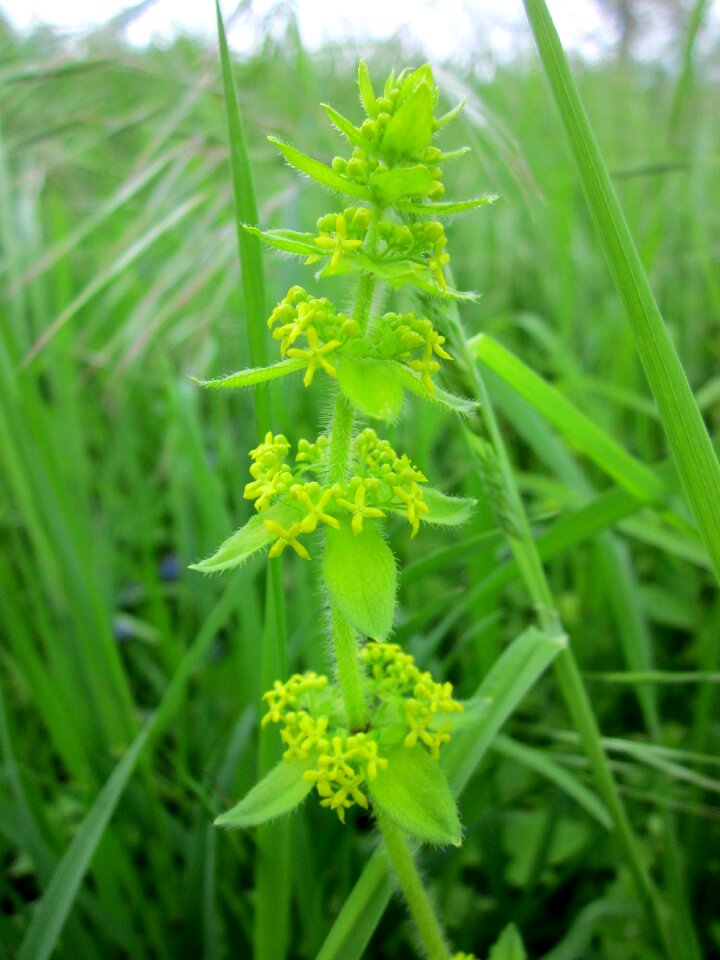 Luc na croise wildflower flora