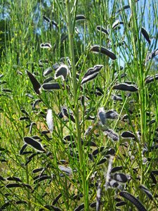 Wildflower flora botany