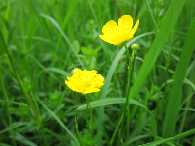 Giant buttercup flora wildflower