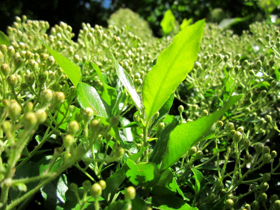 Tree botany flora
