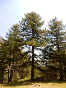 Larch nature mountain