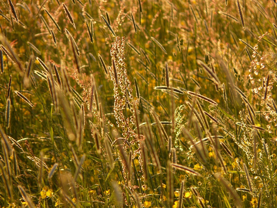 Grasses blades of grass meadows sauerampfer