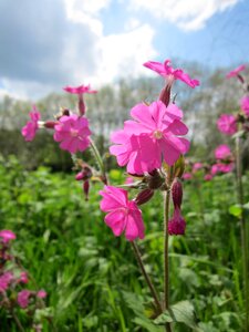 Flora pink botany
