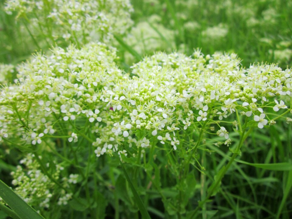 Wildflower flora plant