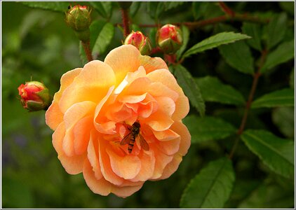 Bloom apricot hoverfly