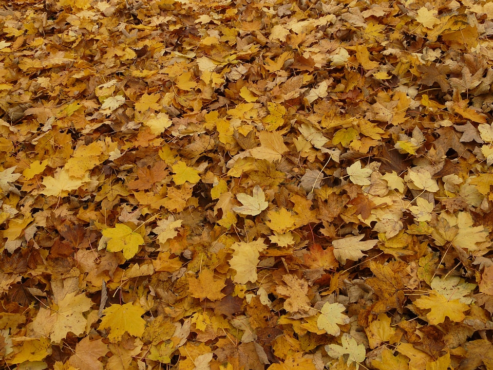 Maple leaves autumn yellow