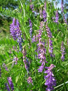 Winter vetch wildflower flora
