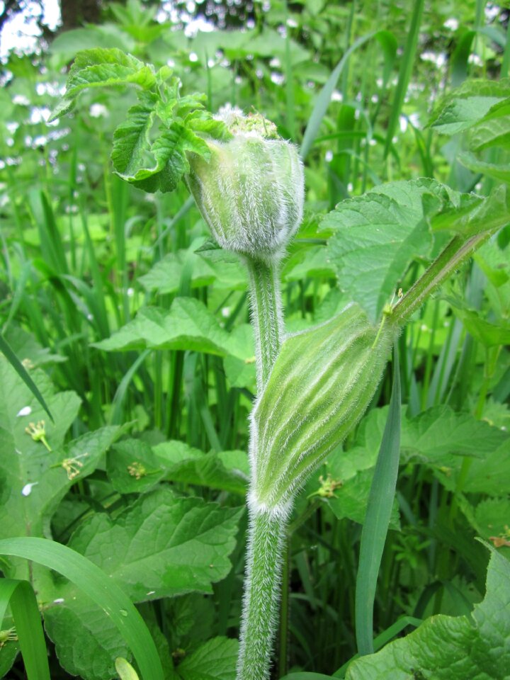 Common hogweed wildflower flora
