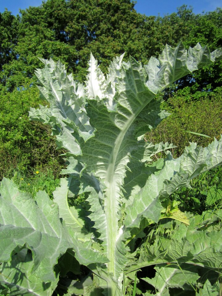 Thistle flora prickly