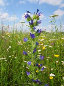 Wildflower flora botany photo