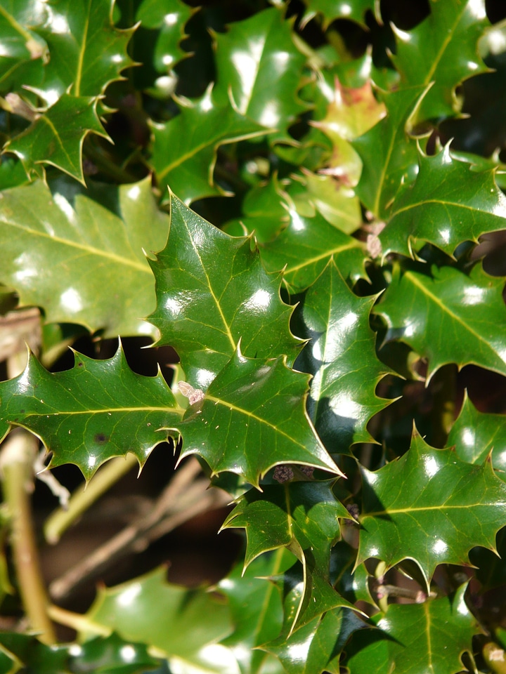 Ilex aquifolium common