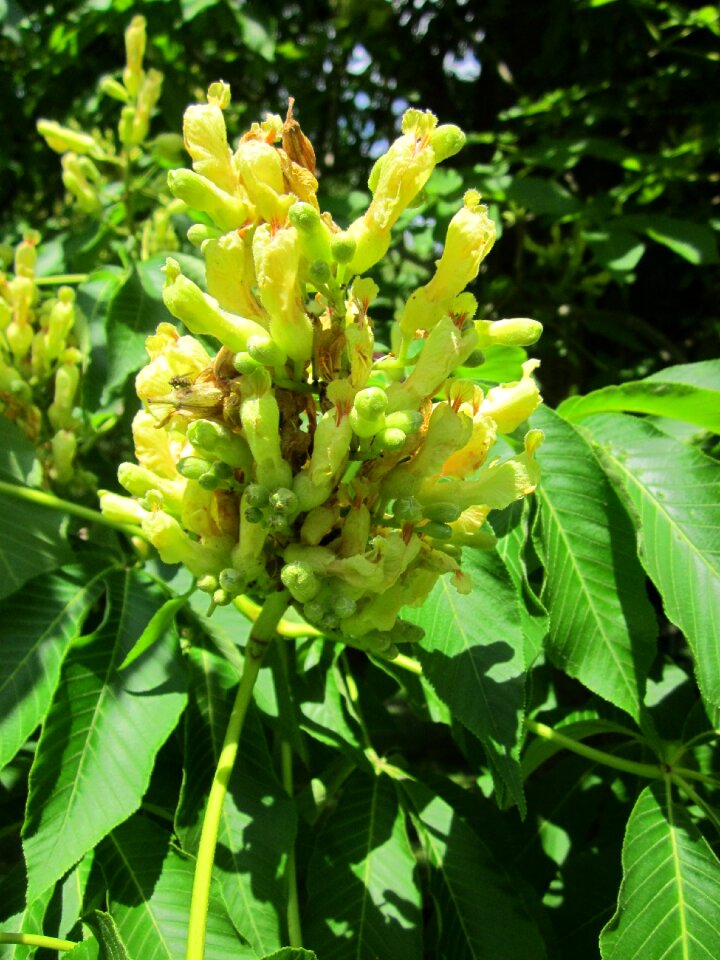 Sweet buckeye tree flora