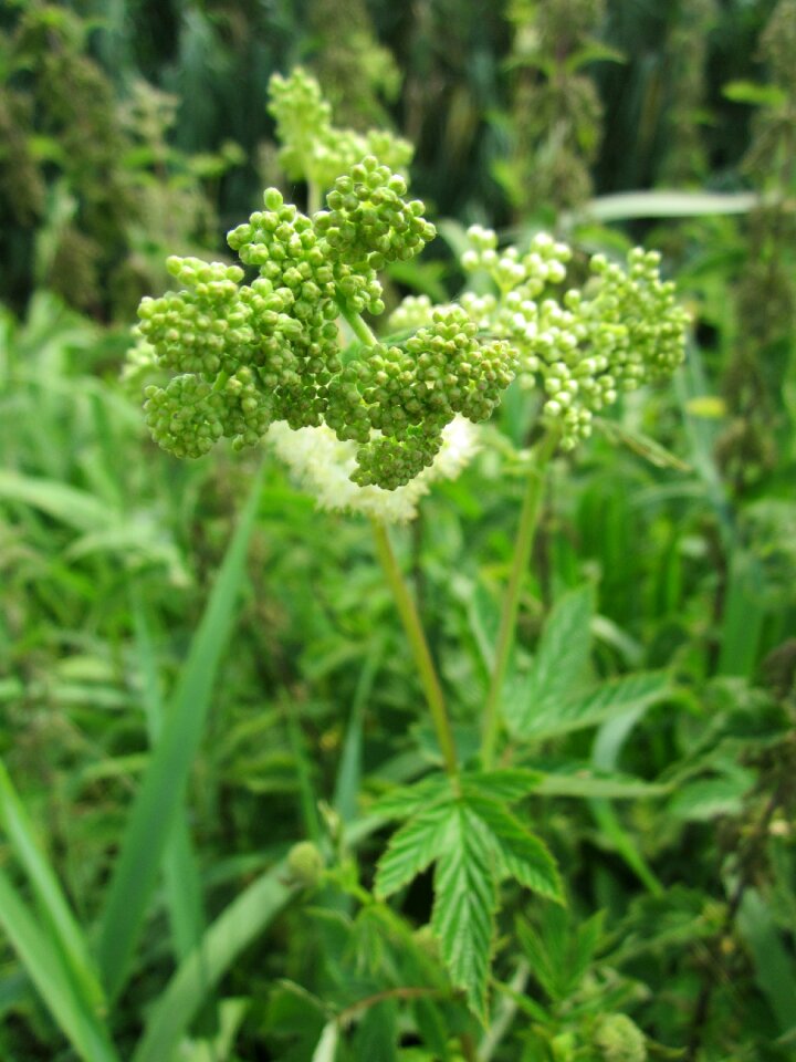 Queen of the meadow pride of the meadow meadow-wort