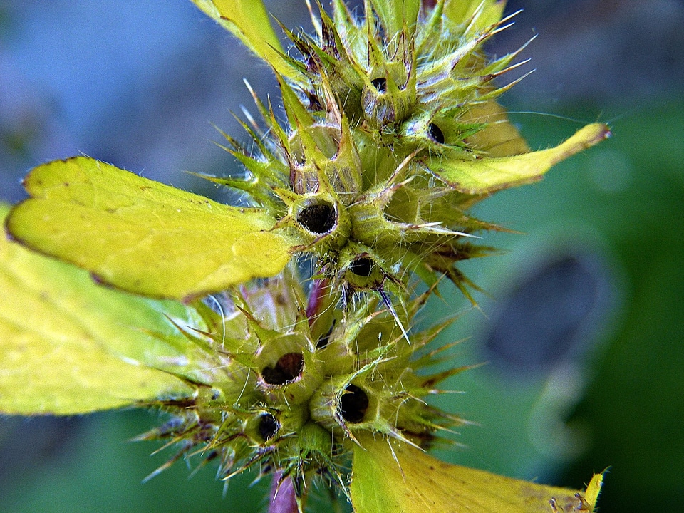 Nature close-up macro