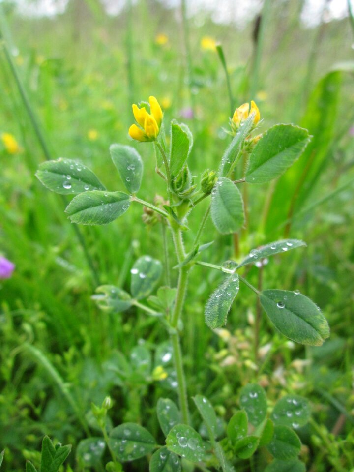 Little bur medick little medick small medick