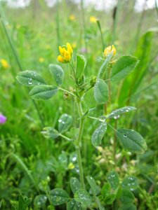 Little bur medick little medick small medick