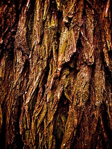 Trunk bark texture