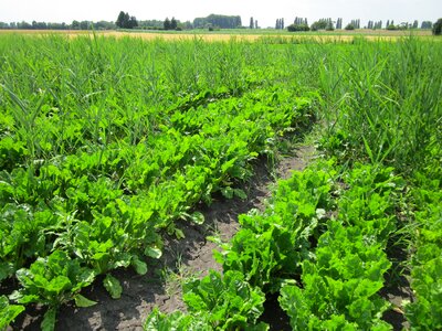 Agriculture farming vegetable photo