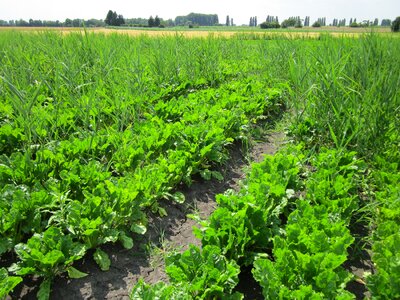 Agriculture farming vegetable