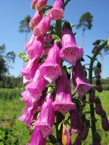 Purple foxglove lady's glove wildflower