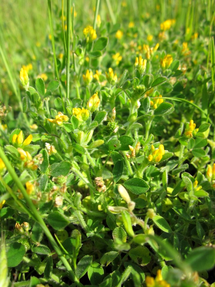 Hop clover wildflower flora