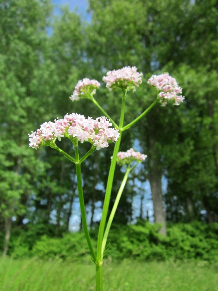 All-heal wildflower flora