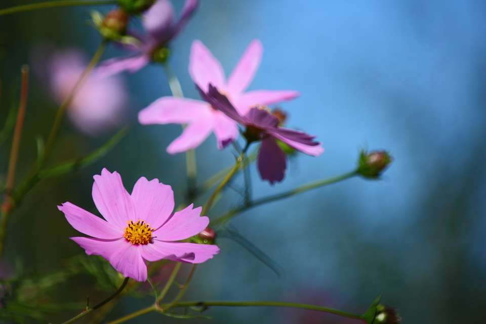 Flower rosa flowers