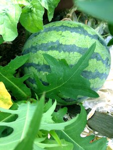 Watermelon fruit summer days
