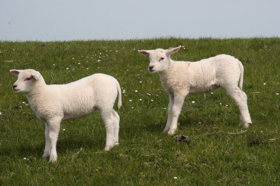 Little sheep grass terschelling