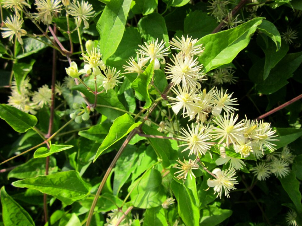 Wildflower creeper climber