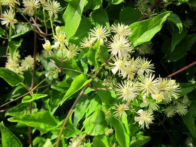 Wildflower creeper climber