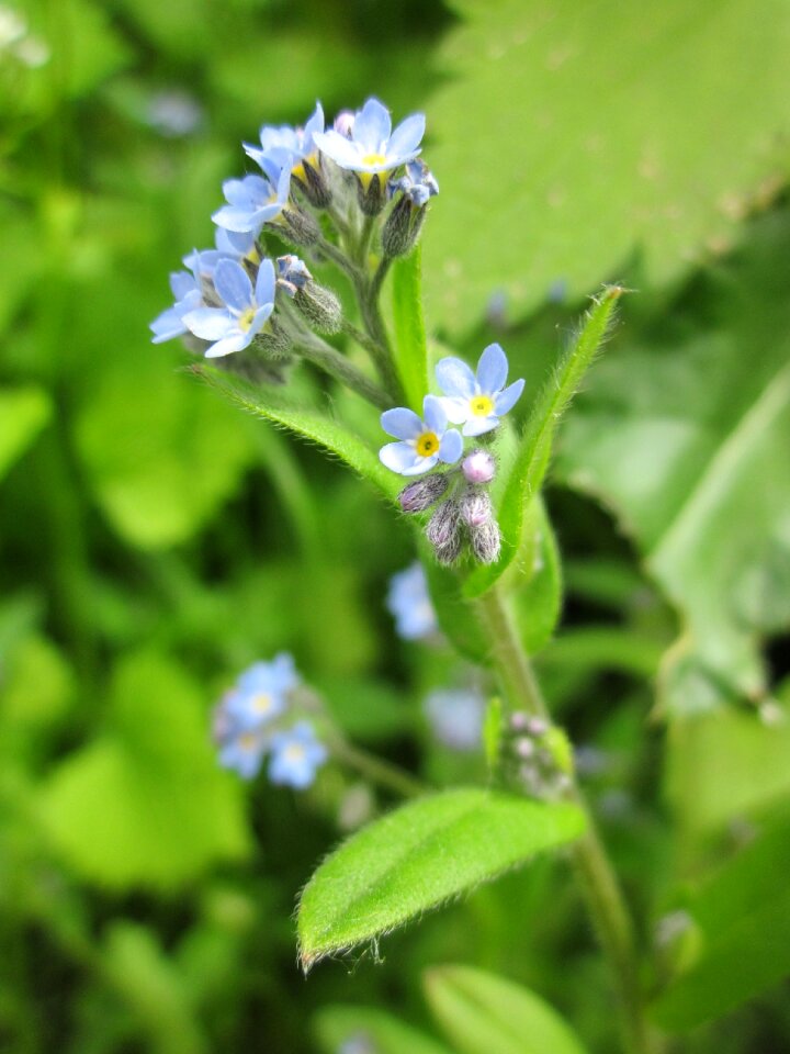 Wildflower flora botany photo